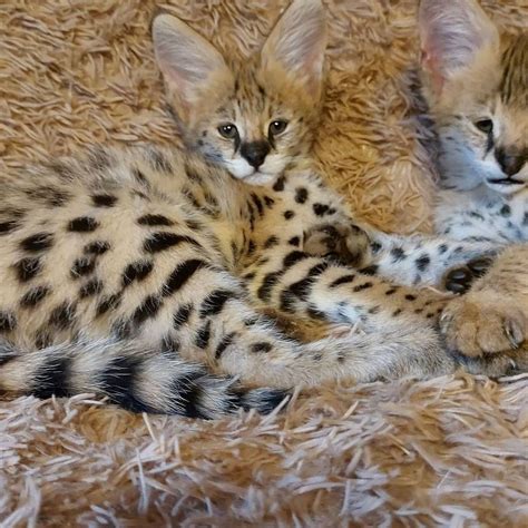 Exotic Savannah F1 Serval Caracal Kittens Available Cats For Sale