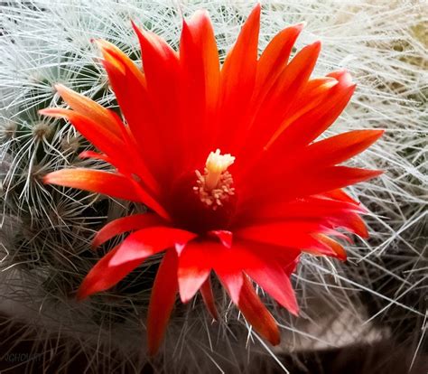 10 Awesome Cactus Gardens For The Black Thumb