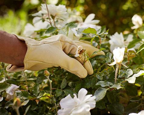 Pruning rose bushes may seem like a hefty task. Gardening 101: How to Prune Roses - Gardenista