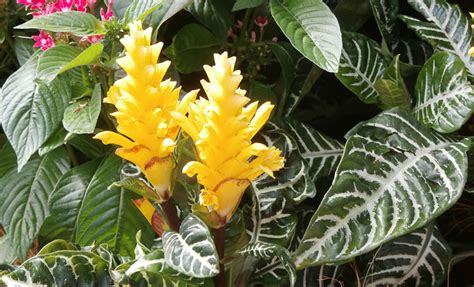 These plants are native to a subtropical climate and exist for long periods with no rainfall. Zebra Plant Care: Growing Aphelandra Squarrosa At Home ...