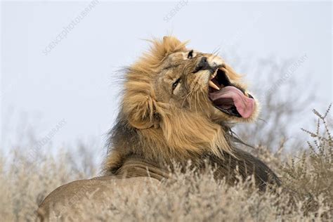 Male African Lion Yawning Stock Image C0194303 Science Photo Library