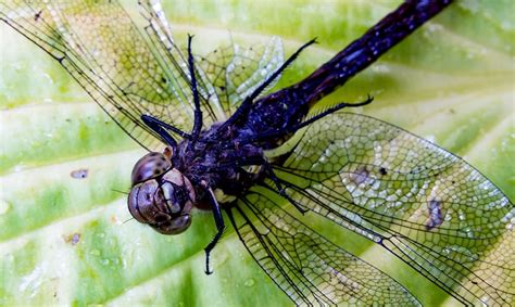 How Female Dragonflies Fake Death To Avoid Male Attention