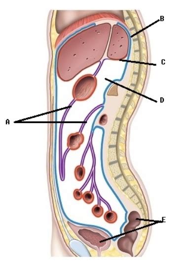 This Is A Sagittal Section Through The Abdominopelvic Cavity