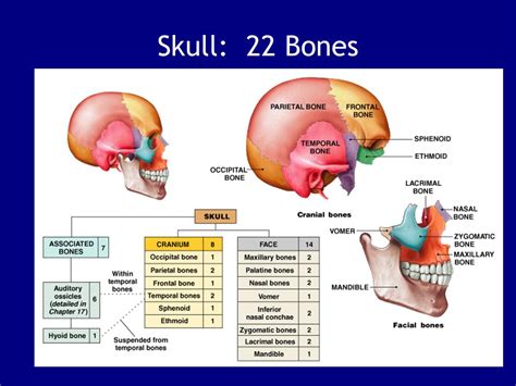 Human face has fourteen bones including the lacrimal bones, the zygomatic bones, the vomer, the nasal bones, the inferior nasal conchae, the mandible, the there are 29 bones in the human head. According to the notes given above there are 29 bones in ...