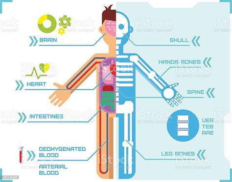 Human Body Anatomy Infographic Flat Design On Blue Background Stock