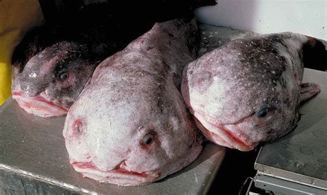 Yes, the blobfish is a real animal. Psychrolutes - Wikispecies