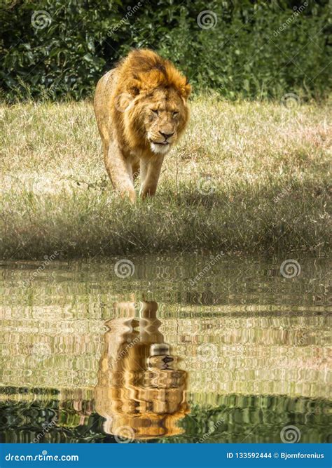 A Tired Male Lion Walks Against The Water Hole And Shadow Stock Photo
