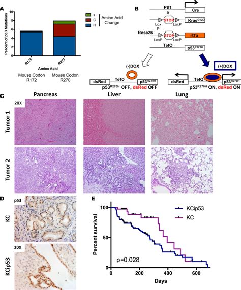 Kcip53 Mice Recapitulate The Stages Of Human Pancreatic Cancer A