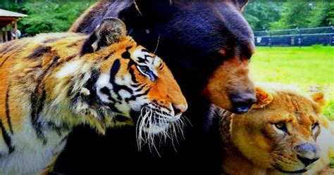 Untrennbares Trio Ein Bär Ein Löwe Und Ein Tiger Leben Seit 15 Jahren