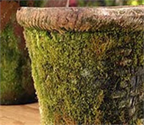 They can easily steal the show with a little paint and greenery, they become the life of the centerpiece. Design with Christopher Todd: Moss Pots!