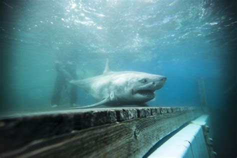 Did A Great White Shark Really Enter Long Island Sound Live Science