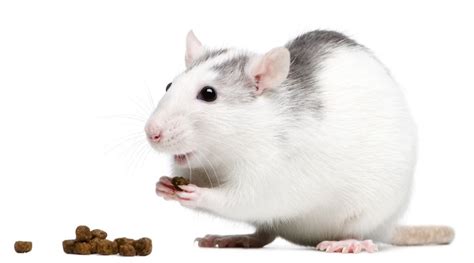 What Do Pet Rats Eat A Complete Guide