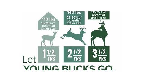 whitetail buck growth chart