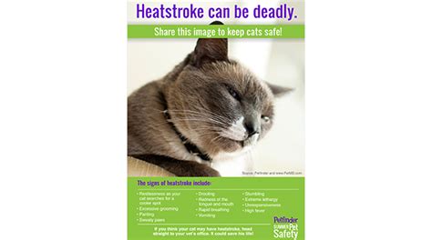 Stress and conflict, such as aggression between two cats in a household, often worsen symptoms of hyperesthesia, especially when it has a behavioral cause. heatstroke | The Cat Fanciers' Association - Blog
