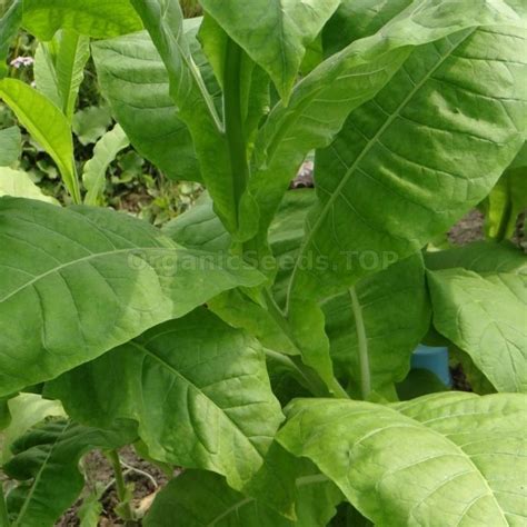 Images Fragrant Heirloom Tobacco Seeds Shipping Is Free For Orders