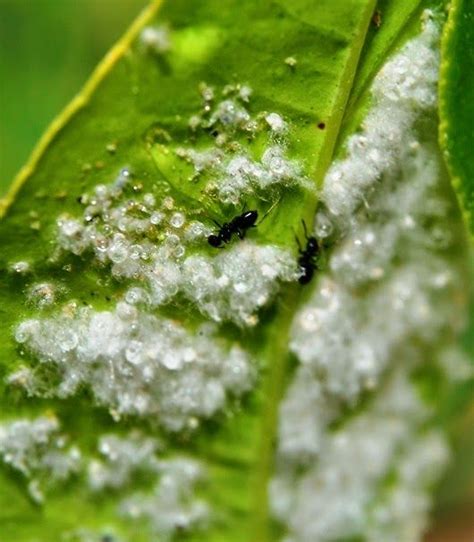 Pests by spiders will be part of integrated management systems that include the use of pesticides. Roots 'n' Shoots: Pest Control: Biological control ...
