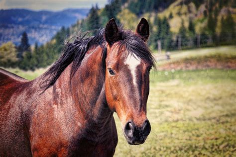 Beautiful Bay Horse In Pasture Photograph By Tracie Kaska Fine Art