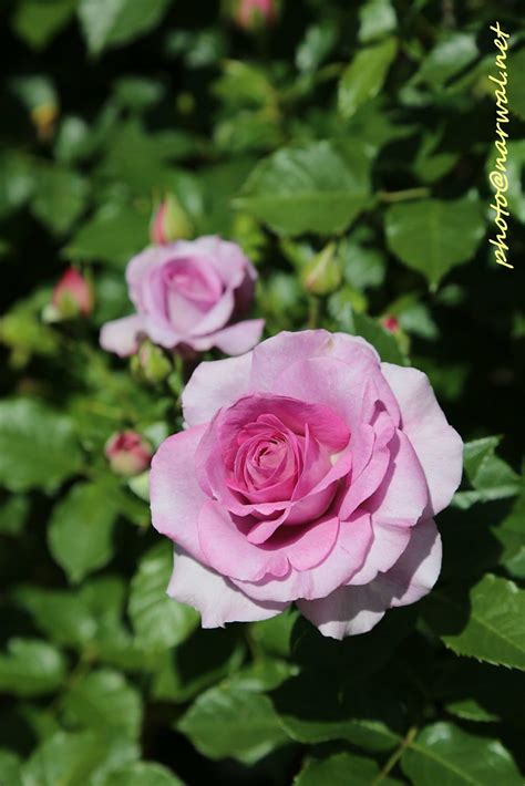 San jose municipal rose garden. San Jose Municipal Rose Garden | San Jose Municipal Rose ...