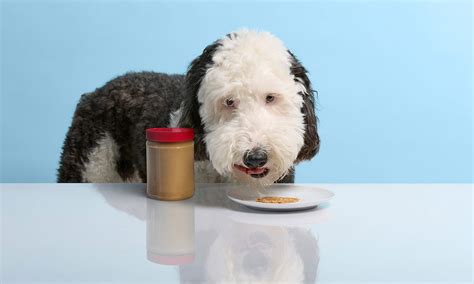 Can Dogs Eat Peanut Butter Everything You Need To Know Bechewy