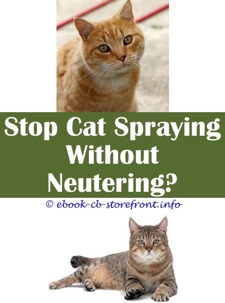 While feral cats don't pose any serious risks to following is a detailed account of feral cat behavior, with information on what to do when you encounter them and steps you can take if you feel. 15+ Impressive Cat Spraying How To Get Rid