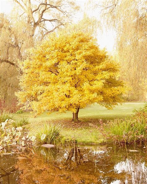 Autumn Ambiance Yellow Tree Photography Print