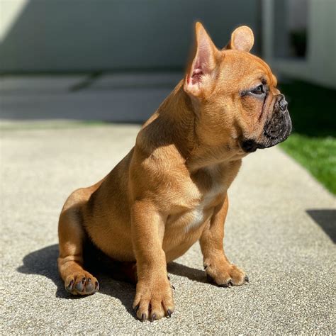 Brown French Bulldog Pictures | Download Free Images on Unsplash