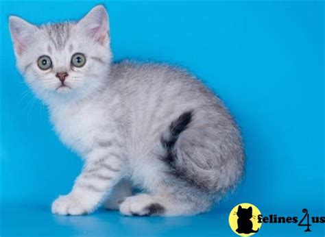 Scottish Fold Kitten for Sale: Very Cute Scottish Fold ...