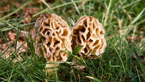 Types Of Edible Mushrooms In Texas Sciencing