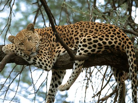 See more ideas about african savanna animals, savanna, savanna animals. The African Grassland: Grassland Animals