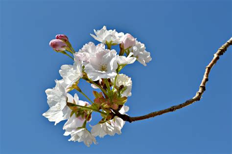 Kostenlose Foto Baum Natur Ast Blühen Blume Blütenblatt