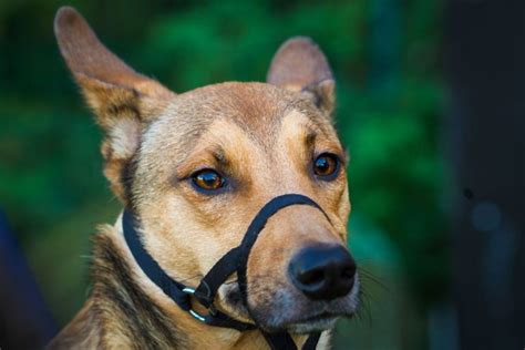 Dog Muzzles Everything You Need To Know About Them