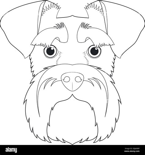 Schnauzer Perro F Cil De Colorear Dibujo Vectorial De Dibujos Animados