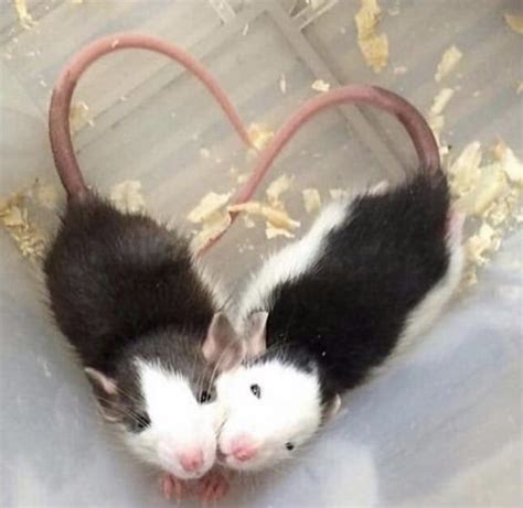 Rat Love 💕 Rats