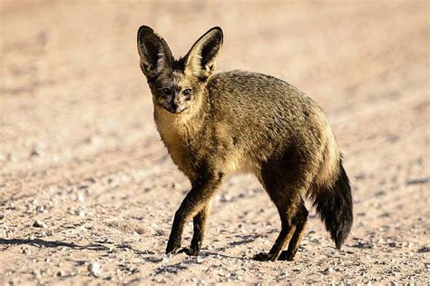 Im mahale nationalpark in tansania leben etwa 1500 schimpansen. Seltene Tiere: der Löffelhund :: Venter Tours - Afrika ...