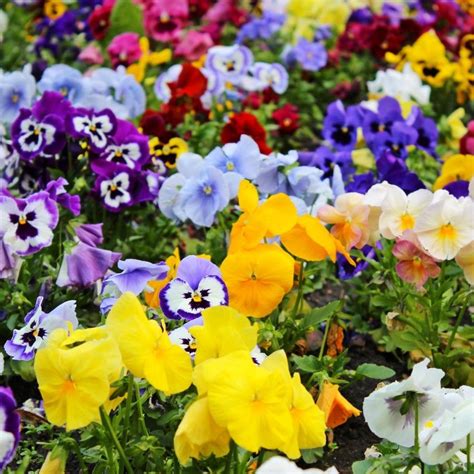 Pansy Premier Mixed Spring And Summer Flowering Tray Of 40 Plug Plants