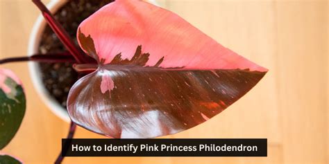 How To Identify Pink Princess Philodendron Complete Guide To Identify