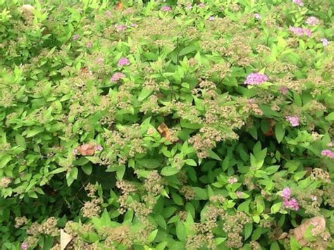 It is a member of the southern indian group of hybrid azaleas, developed in. Bright green leafy shrub with petite purple flower