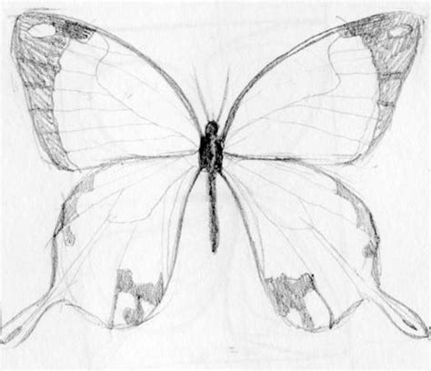 Come Disegnare Una Farfalla Stadi Laboratorio Matita