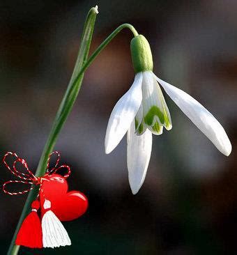 Nicolii a raspuns acum 10 ani. 1 Martie martisor - poze si imagini | Lumea florilor