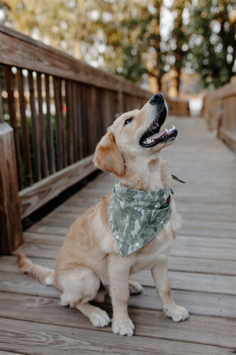 Happy National Golden Retriever Day AND Happy National Doggy Date Night