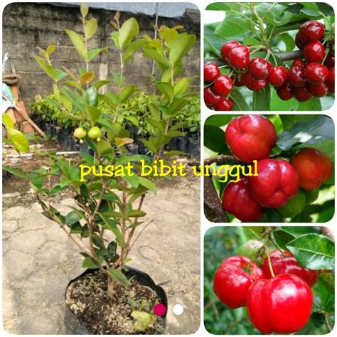 Jual Bibit Buah Cherry Merah Super Beach Atau Cherry Barbados Di Lapak