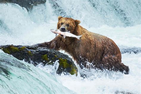 Bear Fishing Behavior Here S How They Catch Their Prey Kidadl
