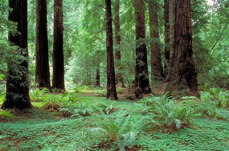 There exists the moral question of whether these environments should be touched at all, and if they are, what efforts should be made to restore. Where Can I Find Old-Growth Redwoods in the Bay Area?