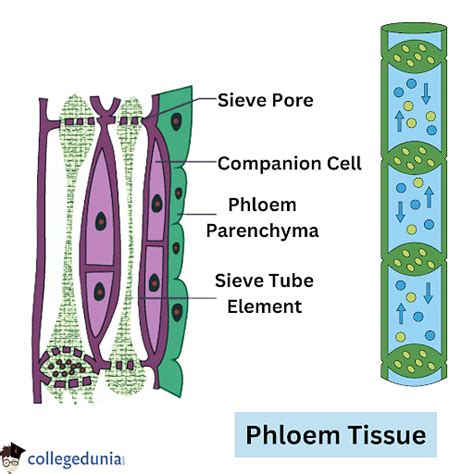 Phloem Structure Functions Loading And Unloading