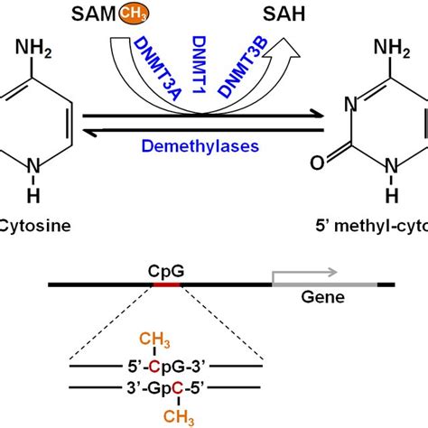 Schematic Representation Of Dna Methylation The Process Starts With Download Scientific