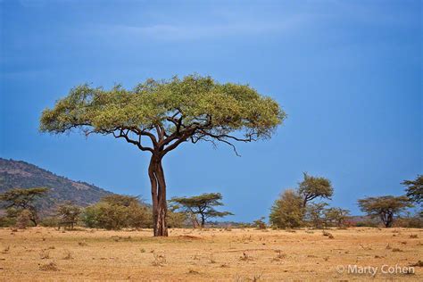 Masai Mara Acacia Tree Marty Cohen Photography