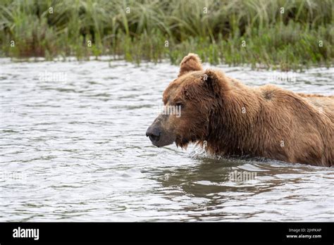 Alaskan Brown Bear Fishing For Salmon In Mikfik Creek In Mcneil River