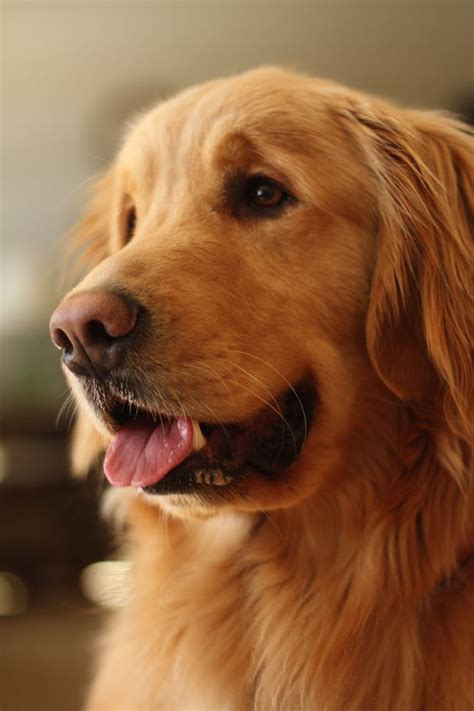 Golden retriever puppies will usually do better if they are fed a puppy food for large breed puppies. Golden Retriever Puppy | Galley | Facts | Dog Guide 4U