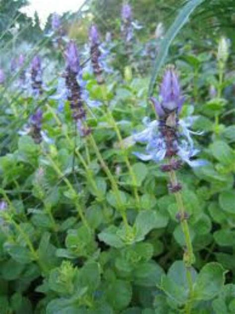 Pet shops, and possibly hardware stores, have different kinds of repellents to keep animals away from areas of your yard. Toxic. Coleus canina...dog-be-gone, scardy cat, skunk weed ...