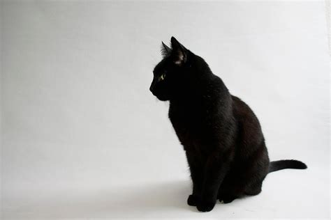 Kawaii Black Cat Desktop Wallpaper 237373 Gambarfreenem